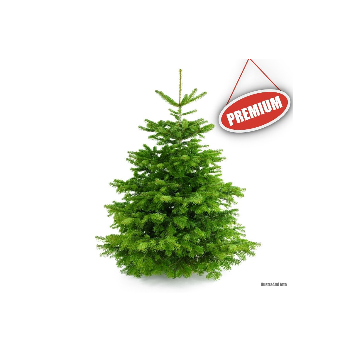 Normandská jedľa výška 80-100 cm