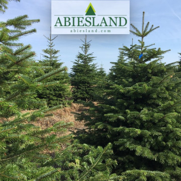 Normandská jedľa výška 80-100 cm