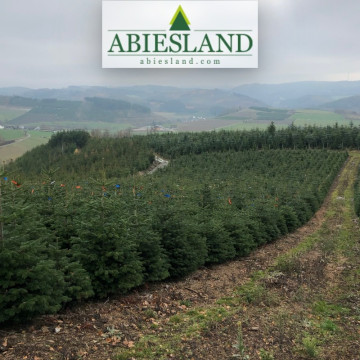 Normandské jedle výška 125-150 cm