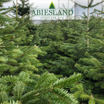 Normandská jedľa výška 175-200 cm