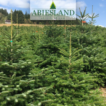 Normandská jedľa výška 175-200 cm