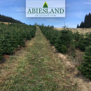 Normandská jedľa výška 175-200 cm