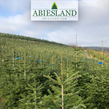 Normdmanská jedľa výška 200-250