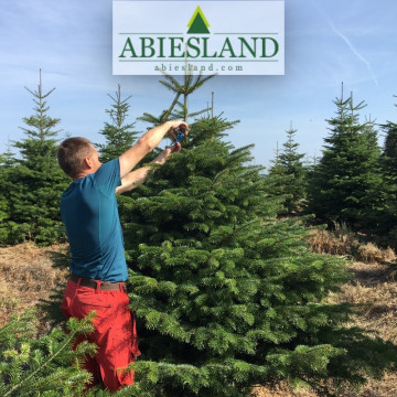 Normdmanská jedľa výška 200-250