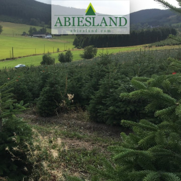 Normdmanská jedľa výška 200-250