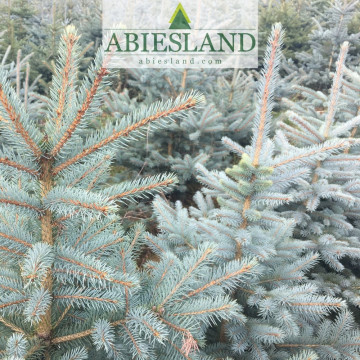 Strieborný smrek výška 150-175 cm