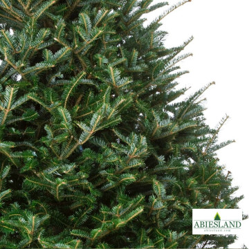 Normdmanská jedľa výška 200-250