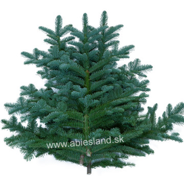 Nobilis čečina – vetvičky (3 ks)