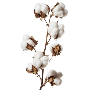 Bavlna vetvička - Bavlník
