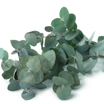 Eukalyptus rezaný zväzok (5ks)