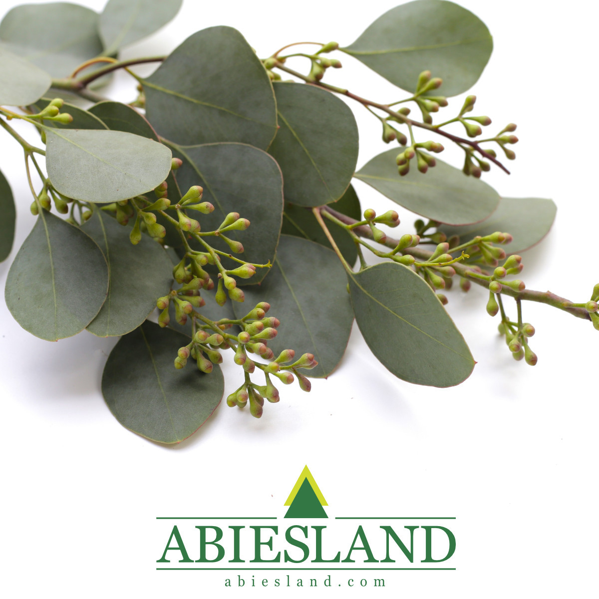 Eukalyptus populus grain rezaný zväzok (5ks)