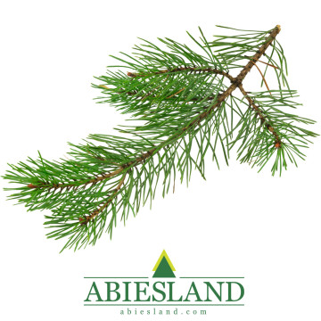 Borovicové vetvičky zväzok (10 ks)