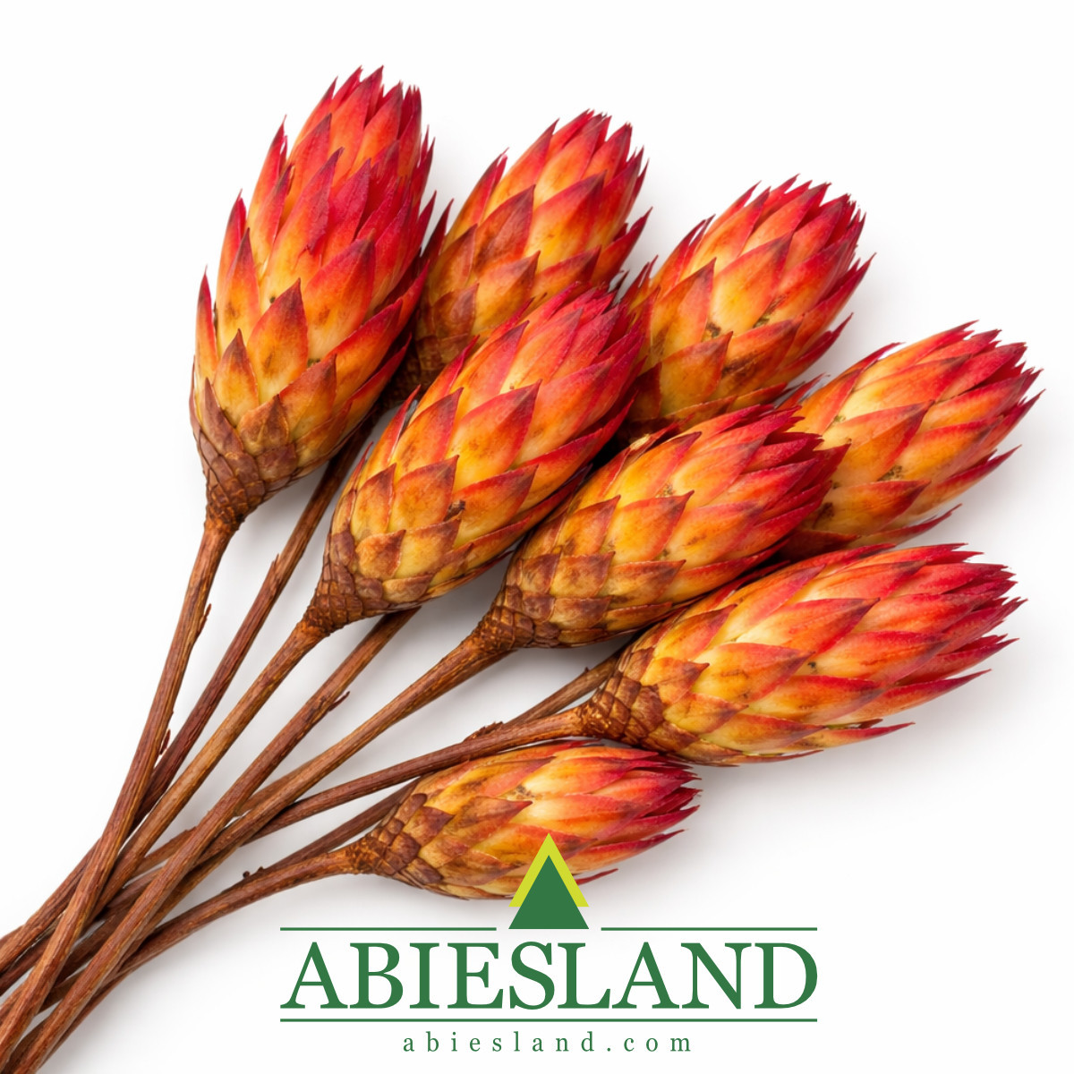 Slamený základ - kruh - 50 cm