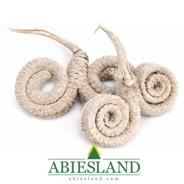 Sušené indické Palm rings baranie rohy biele - 5 ks