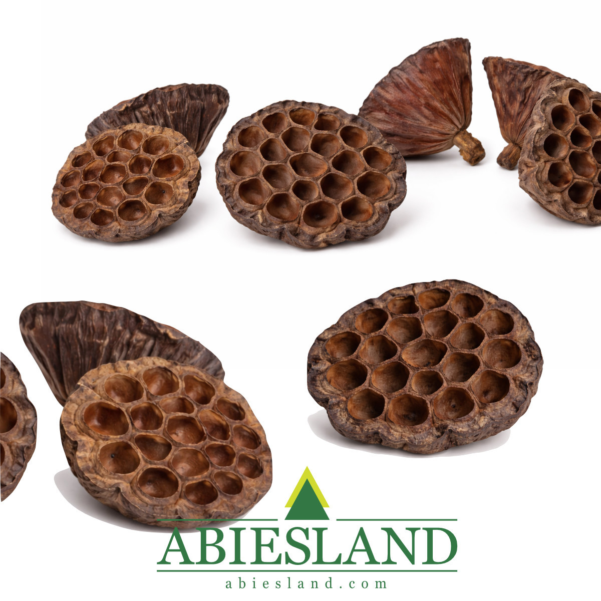 Indická sušina Lotus pod extra large - 5 ks