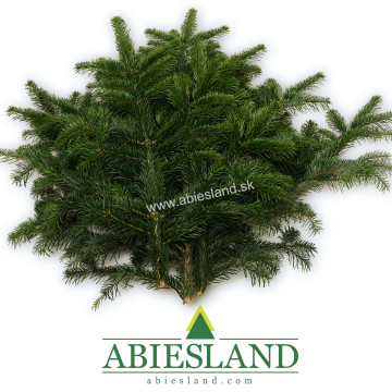 Jedľové čečina vetvičky 3 ks