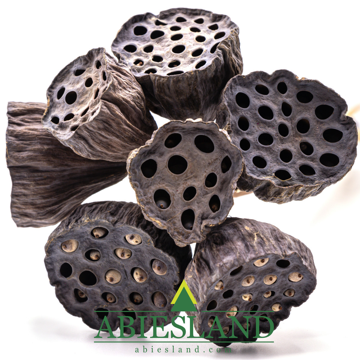 Indická sušina Lotus pod extra large - 5 ks